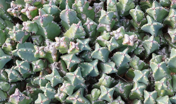 Cactus Euphorbia Resinifera Com Espinhos Espinhosos Como Encontrado Natureza Focado — Fotografia de Stock