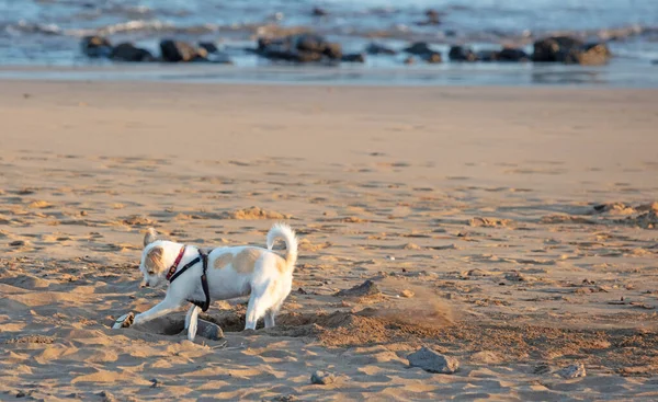Kleiner Hund Gräbt Ein Loch Strand — Stockfoto