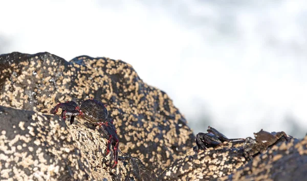 Kanarya Adaları 'ndaki Lanzarote Adası' nda (İspanya) Fas Yengeci (Grapsus adscensionis))