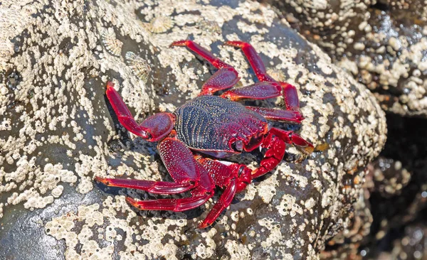 Mór Rák Vagy Vörös Rák Grapsus Adscensionis Lanzarote Szigeten Kanári — Stock Fotó