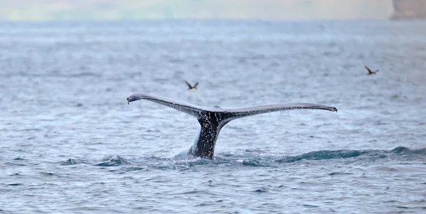 Ballena Jorobada Islandia Del Viaje Avistamiento Ballenas — Foto de Stock