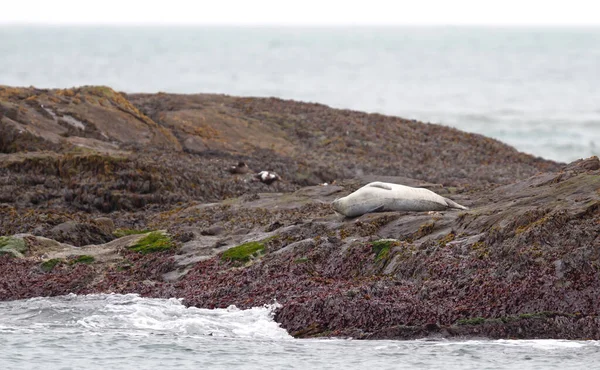 Foca Adulta Sur Islandia Relajándose Una Roca Aguas Frías Del — Foto de Stock