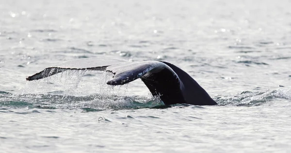 Balena Megattera Islanda Dal Viaggio Osservazione Delle Balene — Foto Stock