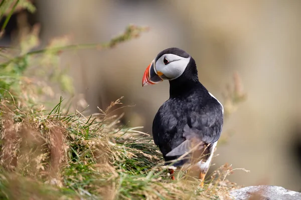 The atlantic puffin lives on the ocean and comes for nesting and breeding to the shore - They are seen in big numbers on Iceland - The puffin can dive down in the ocean up till 50 meters and stay there for 6 minutes