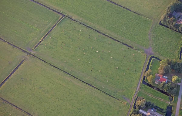 Vista Aérea Las Vacas Campo Frisia — Foto de Stock