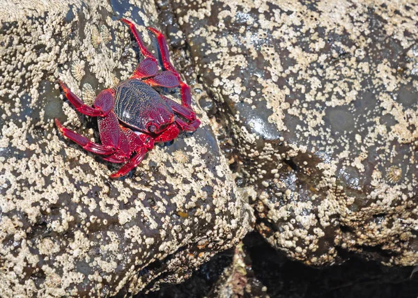 カナリア島ランサローテ島 スペイン のムーア人のカニまたは赤いカニ グラッススアドボカシー — ストック写真