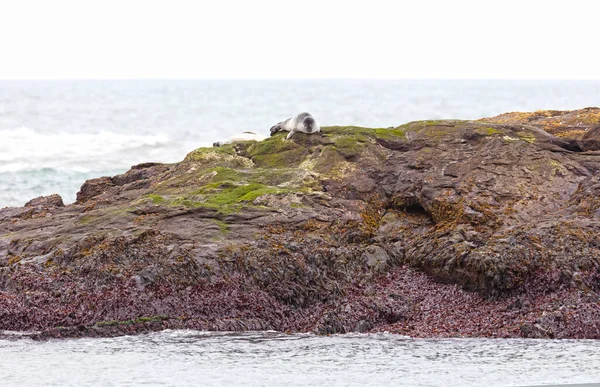 Volwassen Zeehonden Zuid Ijsland Ontspannen Een Rots Koud Water Van — Stockfoto