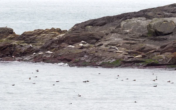 冰岛南部的成年海豹在冰冷的大西洋岩石上休息 — 图库照片