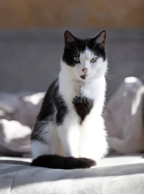 Kanepede oturan kedinin yakın çekimi, seçici odaklanma