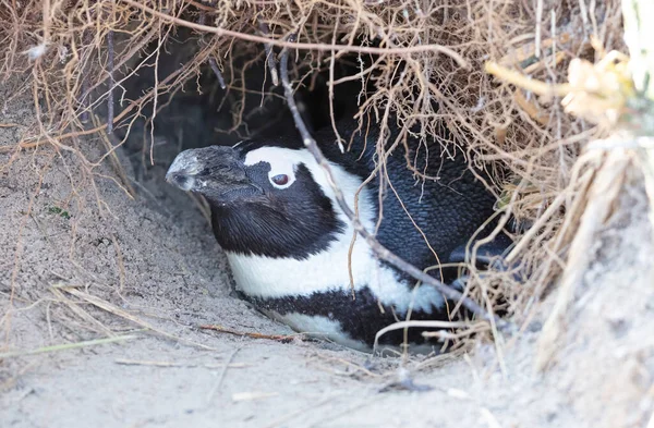 Afrikanischer Pinguin Nest Spheniscus Demersus Selektiver Fokus Auf Den Kopf — Stockfoto