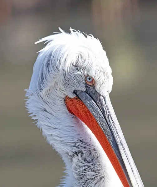 Närbild Pelikan Pragua Zoo Selektivt Fokus — Stockfoto