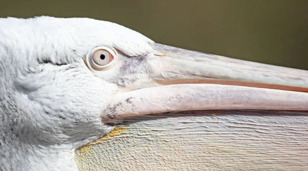 Closeup Pelicano Zoológico Pragua Foco Seletivo — Fotografia de Stock