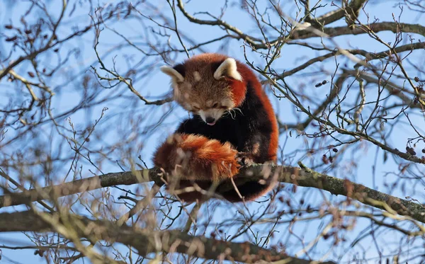 Panda Rojo Sentado Alto Árbol Salvo Todo —  Fotos de Stock