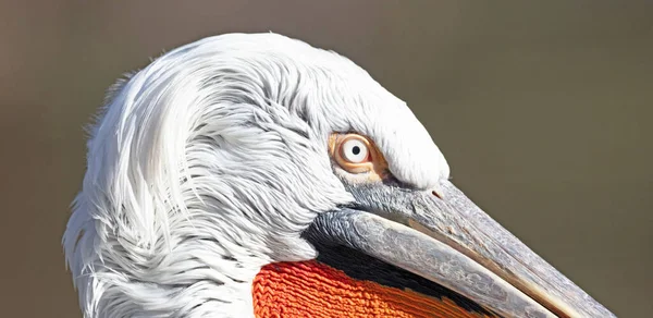 プラグア動物園のペリカンの閉鎖 選択的な焦点 — ストック写真