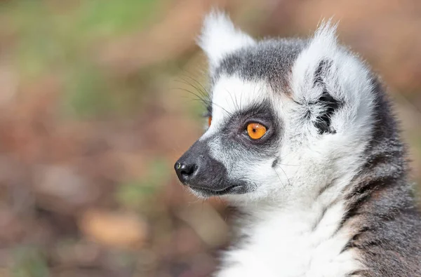 Δαχτυλίδι Ουρά Λεμούριος Lemur Catta Κάθεται Στο Έδαφος — Φωτογραφία Αρχείου
