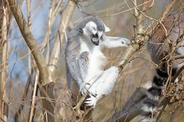 环尾狐猴 Lemur Catta 坐在地上 — 图库照片