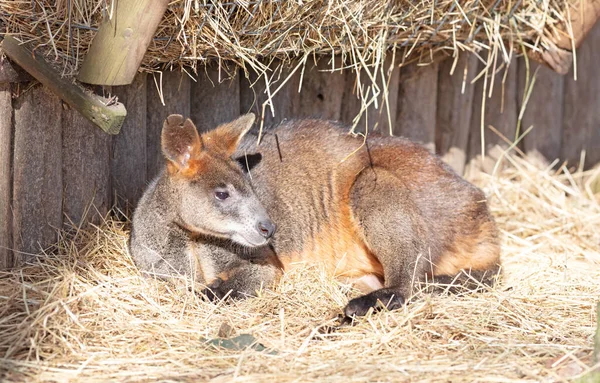 Wallaby Descansando Desfrutando Sol Primavera — Fotografia de Stock