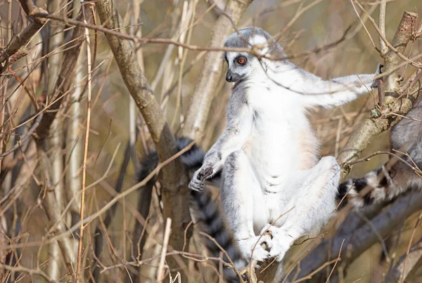 Ringsvansad Lemur Lemur Catta Sittande Marken — Stockfoto