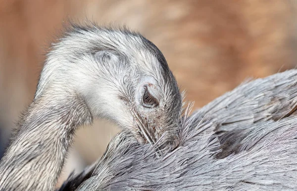 Strzał Głowę Ptaka Nandoe Darwina Ameryki Południowej Rhea Pennata — Zdjęcie stockowe