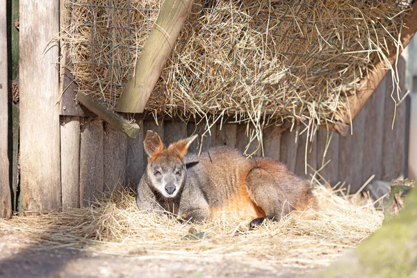 Wallaby Dinleniyor Bahar Güneşinin Tadını Çıkarıyor — Stok fotoğraf