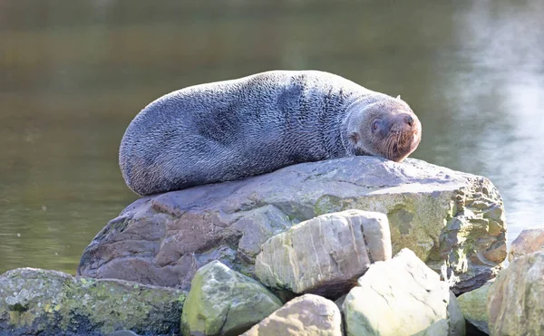 Cape Fur Seal Bir Kayanın Üzerinde Dinleniyor Güneşin Tadını Çıkarıyor — Stok fotoğraf