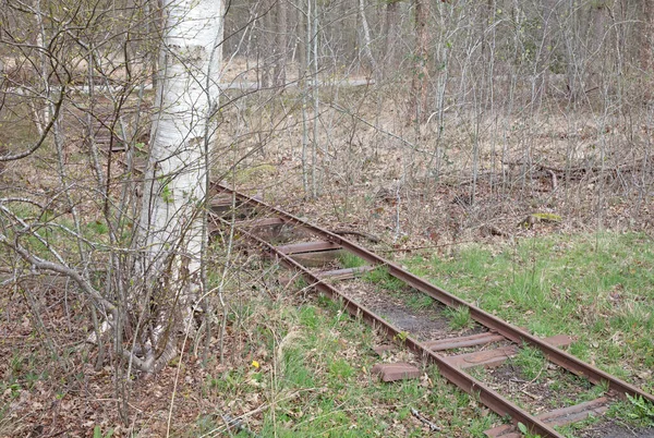 Старі Іржаві Залізничні Колії Лісі Більше Використовуються — стокове фото