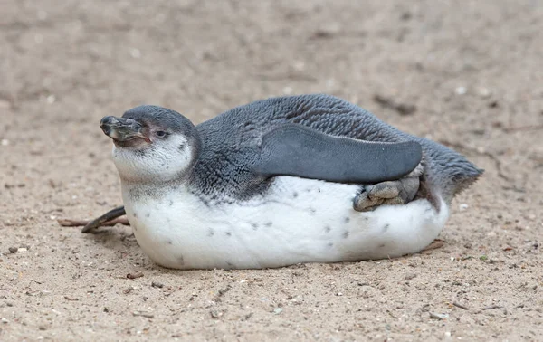Jonge Afrikaanse Pinguïn Spheniscus Demersus Rustend Het Zand — Stockfoto