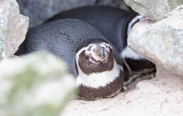 Pingouin Africain Dans Nid Spheniscus Demersus Accent Sélectif Sur Tête — Photo