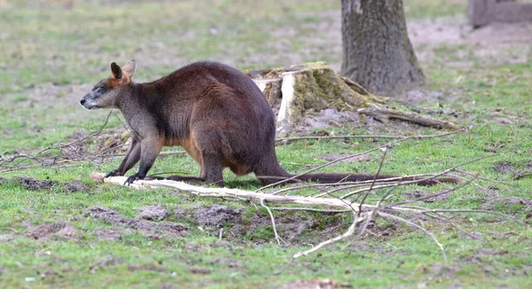 Kırmızı Boyunlu Wallaby Macropus Rufogriseus Taze Bir Daldan Yiyor — Stok fotoğraf