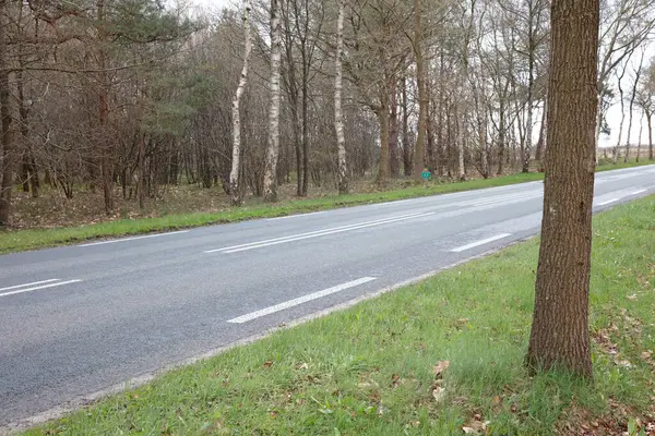 Asphalt Road Nature Splitting Forrest Netherlands — Stock Photo, Image