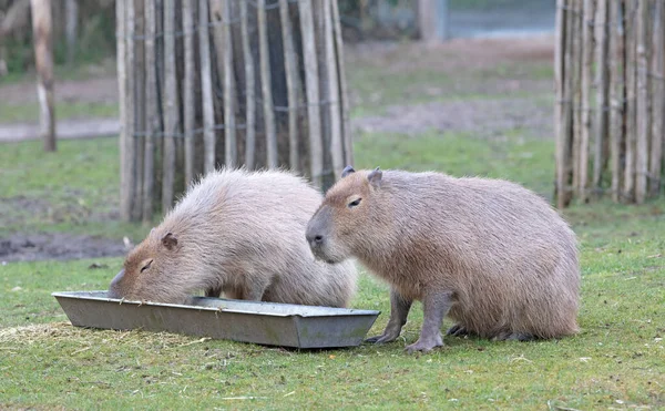 Capibaras Hydrochoerus Hydrochaeris Äter Metallspjälsäng — Stockfoto