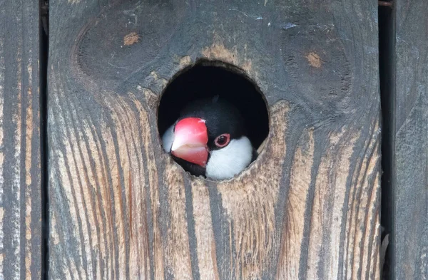 Java Finch Padda Oryzivora Αναδύεται Από Μια Τρύπα Ένα Πτηνοτροφείο — Φωτογραφία Αρχείου