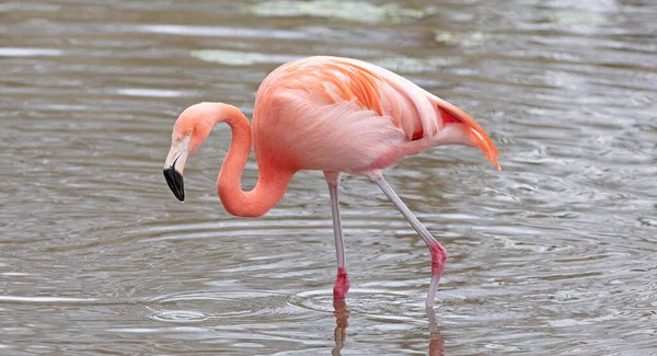 Flamingo Rosa Água Lançando Reflexo — Fotografia de Stock