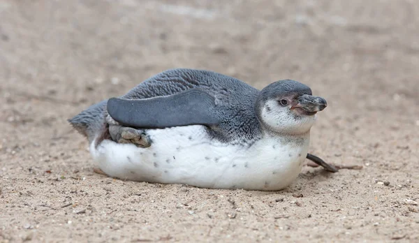 Joven Pingüino Africano Spheniscus Demersus Descansando Sobre Arena — Foto de Stock