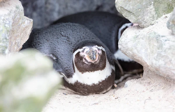 Pingouin Africain Dans Nid Spheniscus Demersus Accent Sélectif Sur Tête — Photo