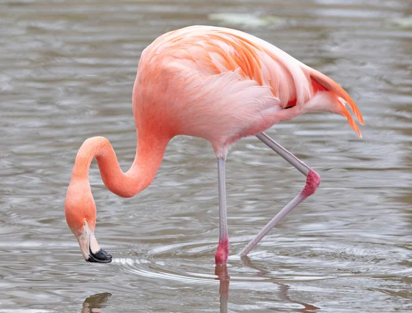 Suda pembe flamingo yansıtıyor