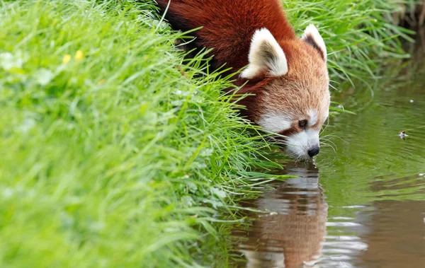 Firefox Κόκκινο Πάντα Ailurus Fulgens Πόσιμο — Φωτογραφία Αρχείου