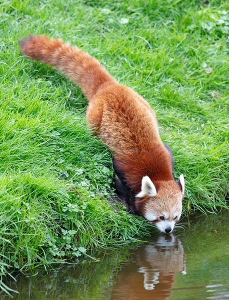Firefox Vörös Panda Ailurus Fulgens Ivás — Stock Fotó
