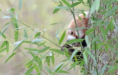 Firefox, Red Panda (Ailurus fulgens) bir ağacın arkasında yemek yer.