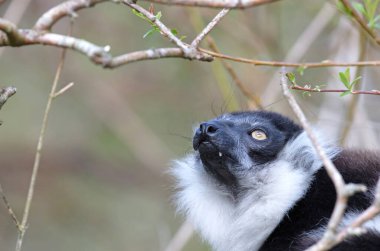 Endemik Siyah-beyaz yakut lemur (Varecia variegata subcincta)