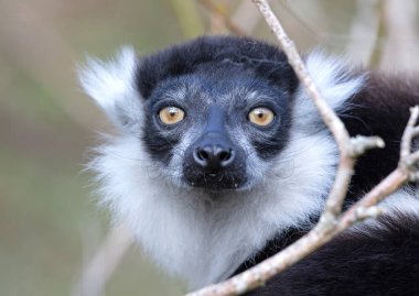Endemik Siyah-beyaz yakut lemur (Varecia variegata subcincta)