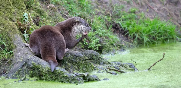 小さなカワウソは魚を食べている 選択的な焦点 — ストック写真