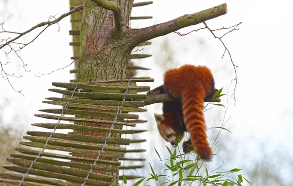 Firefox Den Röda Panda Ailurus Fulgens Äta — Stockfoto