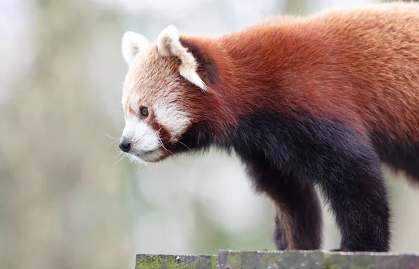Firefox Vörös Panda Ailurus Fulgens Álló — Stock Fotó