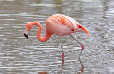 Suda pembe flamingo yansıtıyor