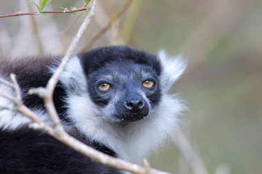 Endemik Siyah-beyaz yakut lemur (Varecia variegata subcincta)