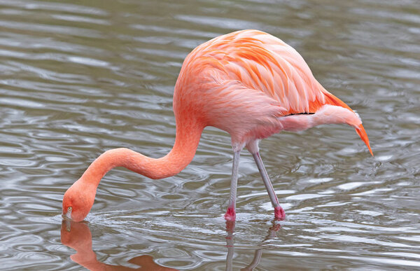 Pink flamingo in water casting a reflection