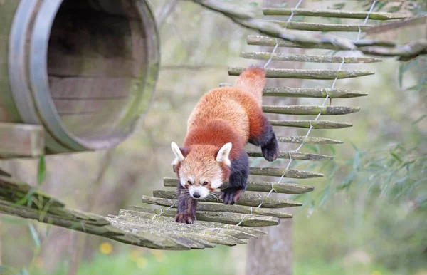 Firefox Den Röda Panda Ailurus Fulgens Promenader — Stockfoto