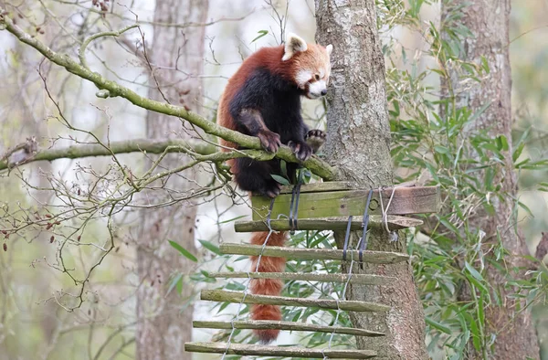 Firefox Red Panda Ailurus Fulgens Сидячи — стокове фото