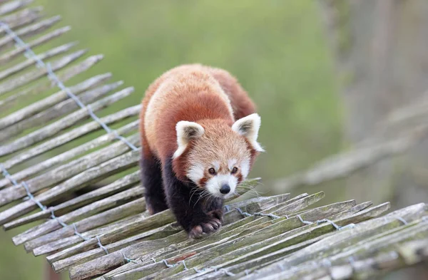 Firefox Den Röda Panda Ailurus Fulgens Promenader — Stockfoto